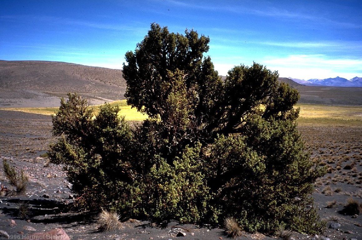 The trees are probably very old.