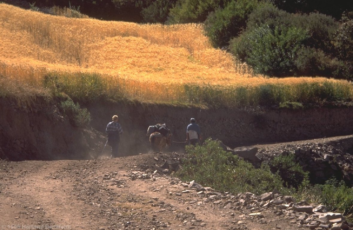 Am Illimani, erste Etappe mit Gepäcktransport.