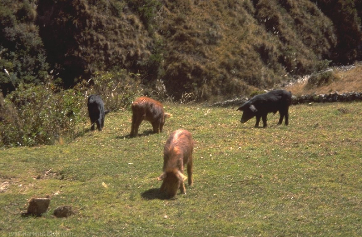 Schweinchen am Wegesrand