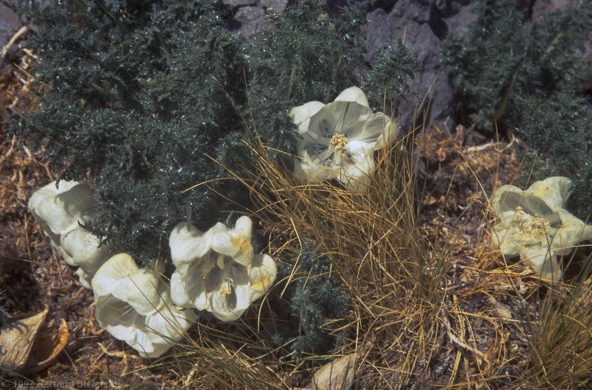 Hier wachsen die letzten Blumen, und die sind erstaunlich groß (einige Zentimeter Blütendurchmesser).
