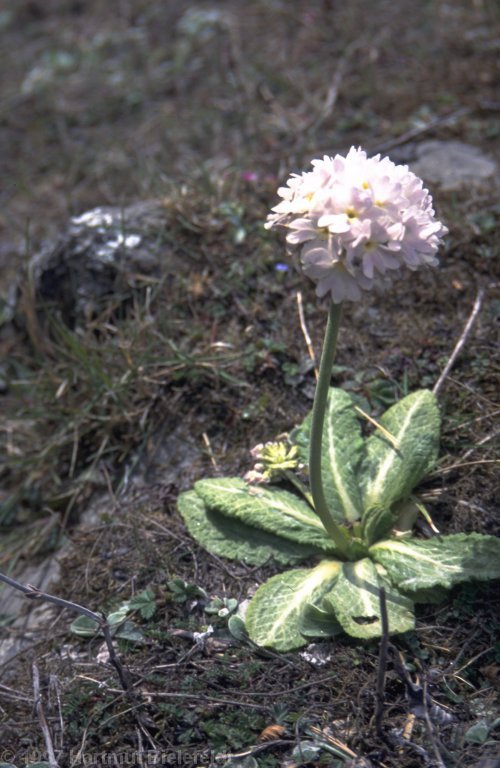 Blumen am Rande: Eine Kugelprimel, diese ist ganz speziell (ein Albino).