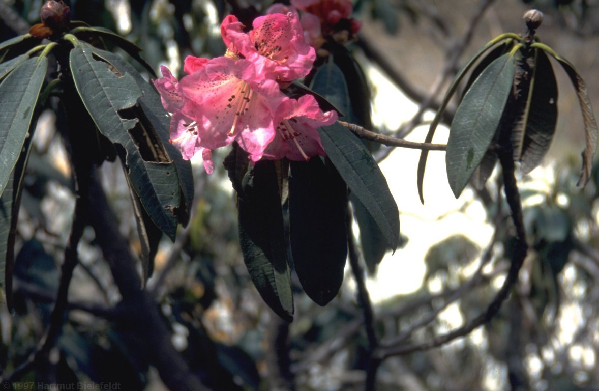 The rhohodendron is beginning to blossom