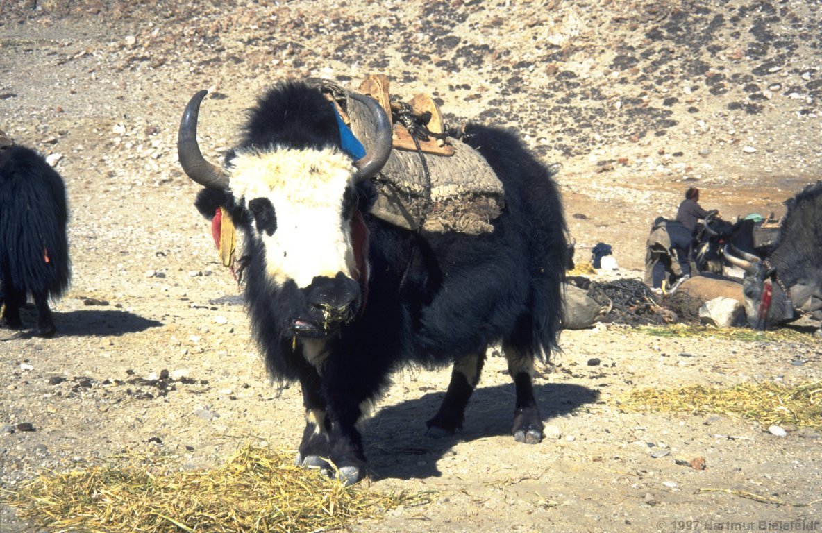 A Yak which (more or less voluntarily) is waiting to be loaded.