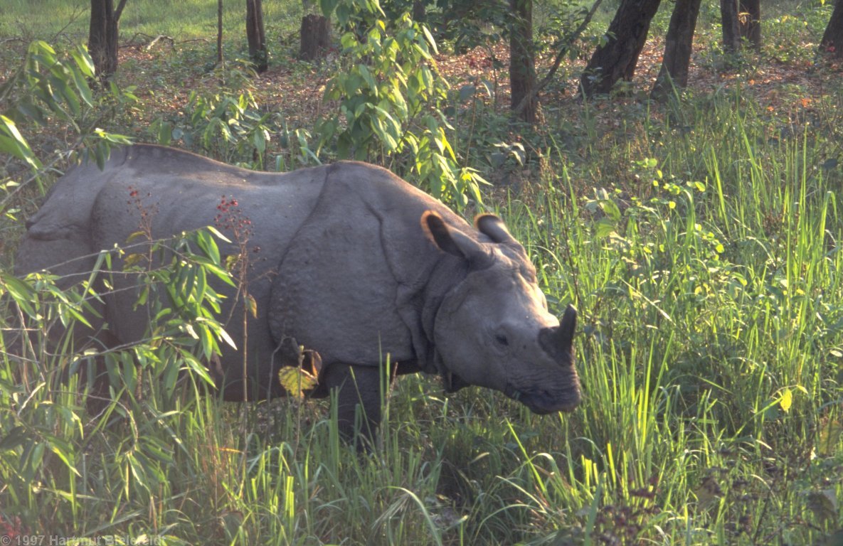 The rhinos are better observed from the back of an elephant.