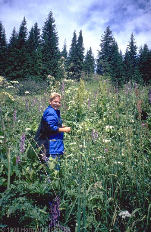 Gras und Blumen sind oft mannshoch.