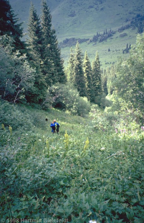 The descent through the deep, slippery green is not without difficulty.