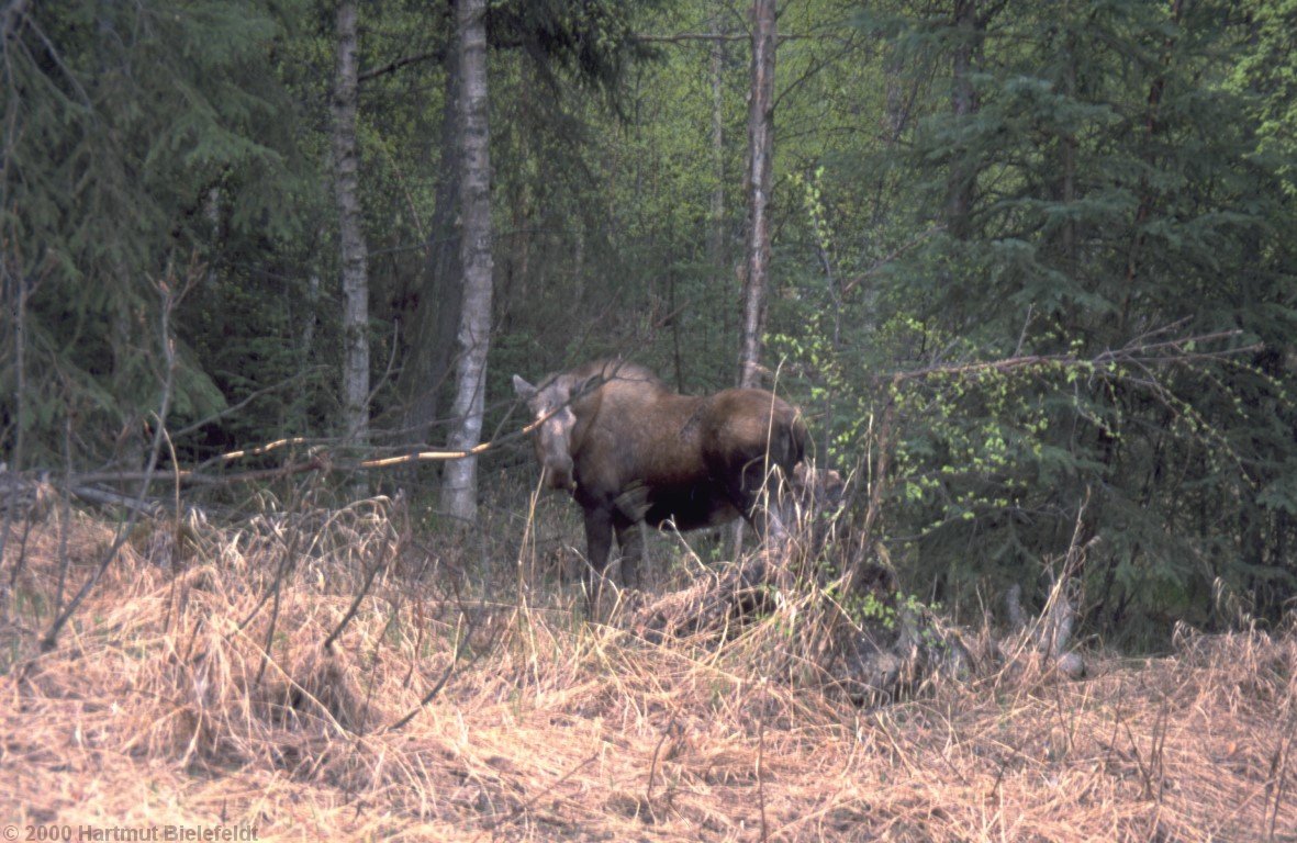 Meistens trollen sich die Elche aber gemächlich vom Radweg ein paar Meter weiter in den Wald.