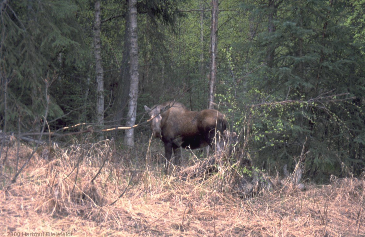 Normally the moose leave the bikeway and enter the forest at least some meters