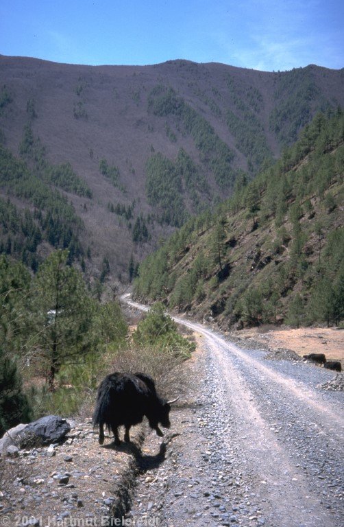 Ungewöhnliches Bild: Yaks im Wald.