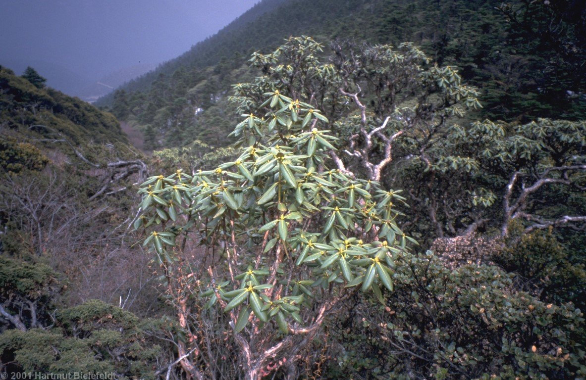 At 4000 m altitude, there are true forests of rhododendron