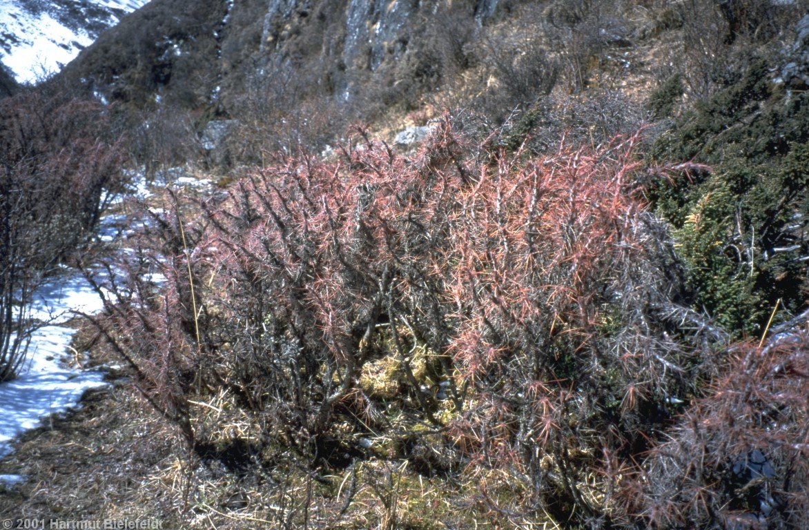Diese Büsche sind dagegen sehr lästig, denn die Stacheln bleiben in der Kleidung hängen - und die Gewächse sind oft einen halben Meter hoch.