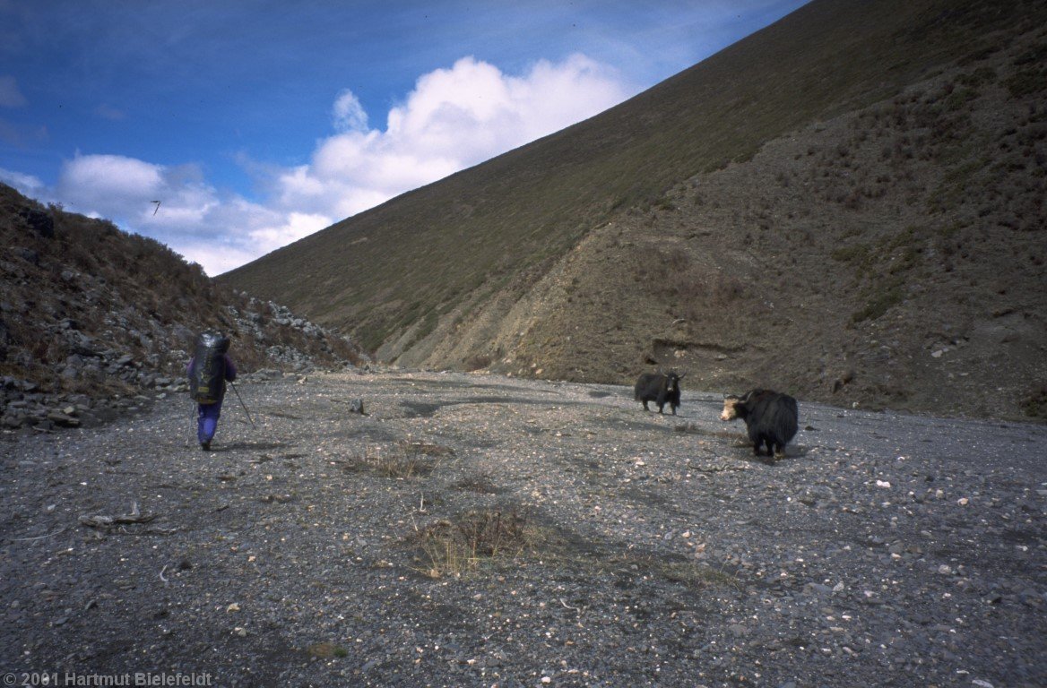 On the way, a herd of half-wild yaks is grazing.