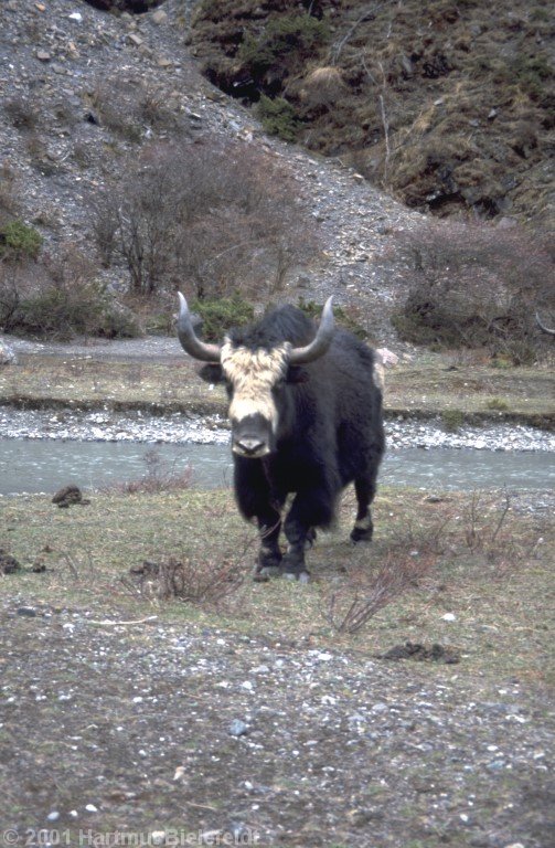 They are quite nearsighted and every time are scared if anybody comes closer than three meters.