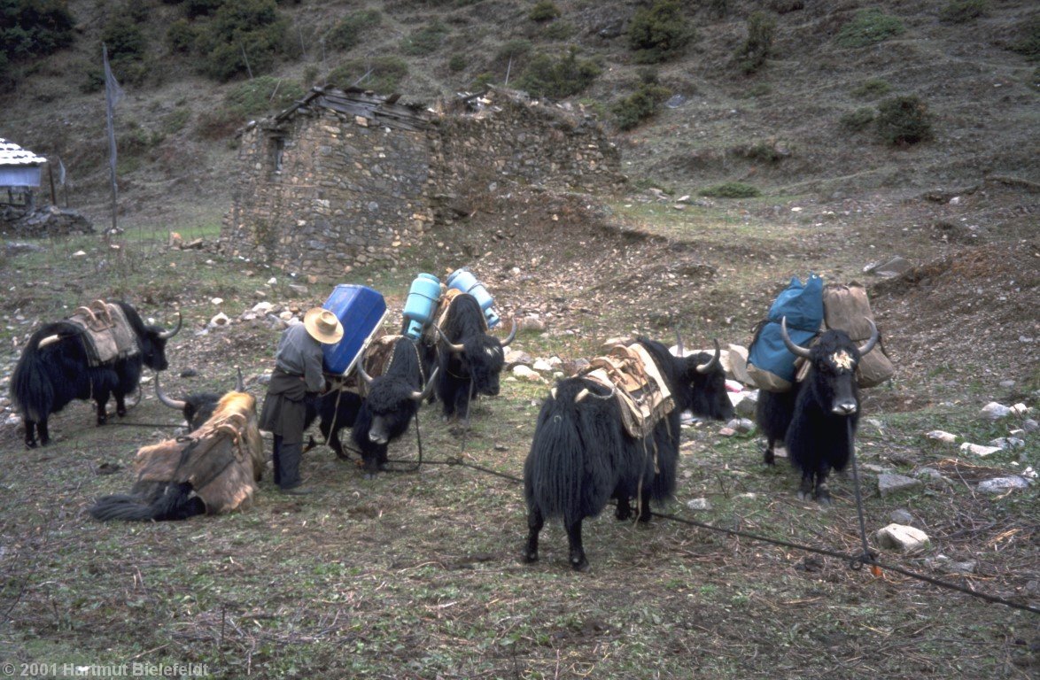 Die Yaks warten auf dem 