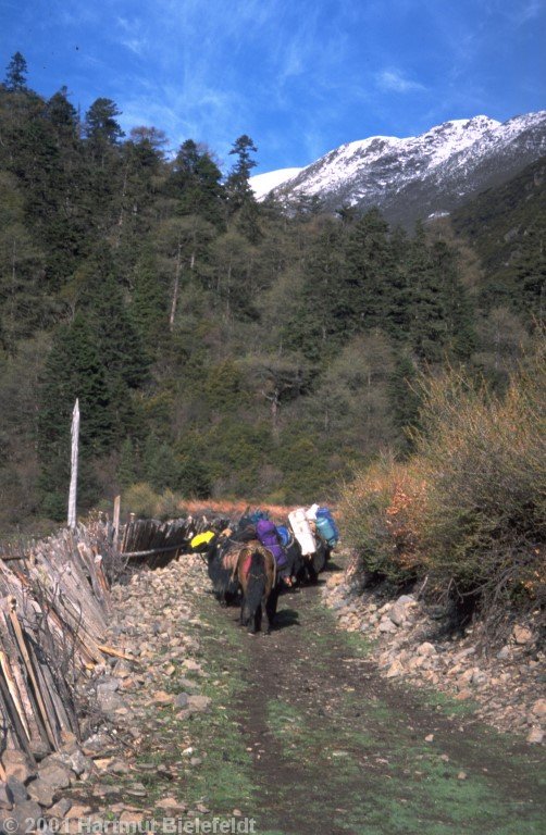 Ascent to Zimei La.