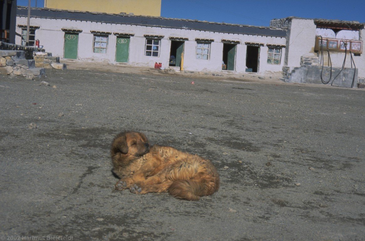 Not every dog is as peaceful as this one, as we had to experience.