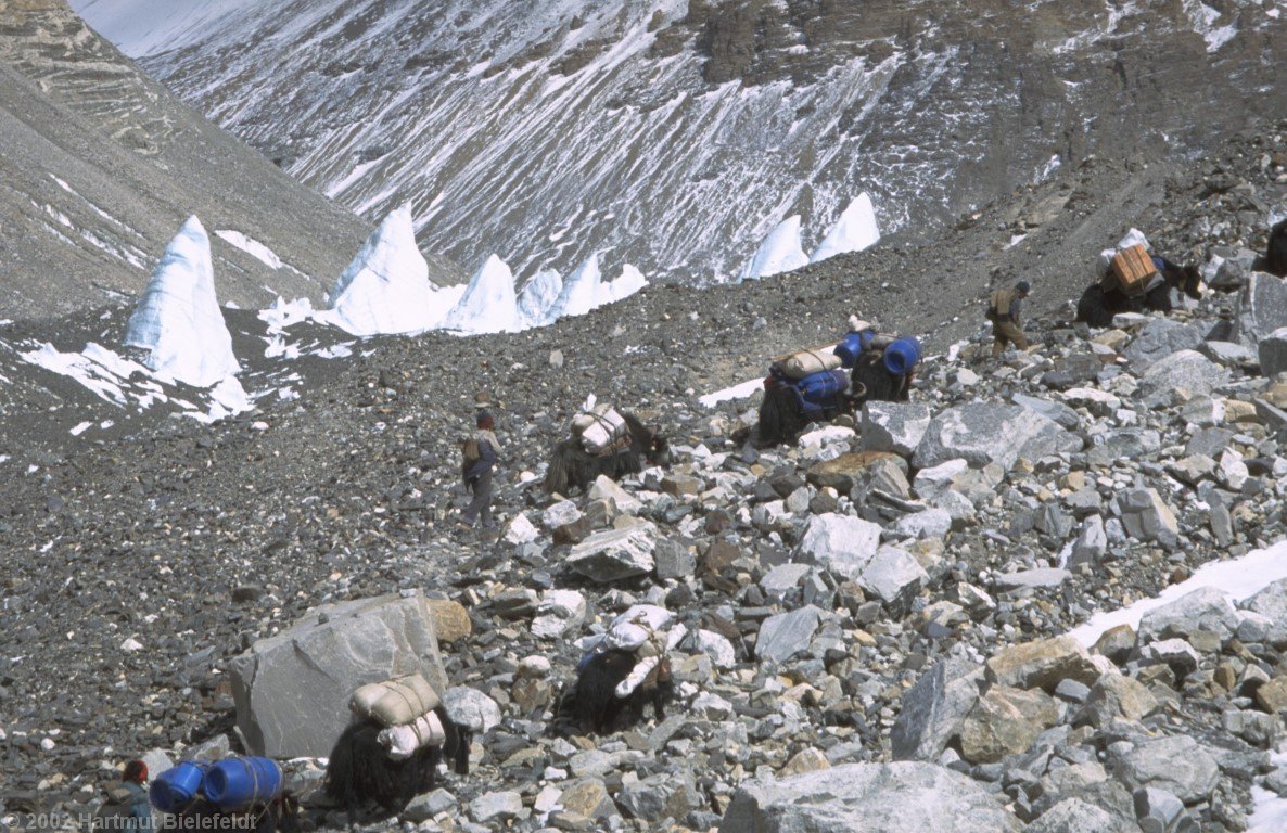Soon the yaks overtake.