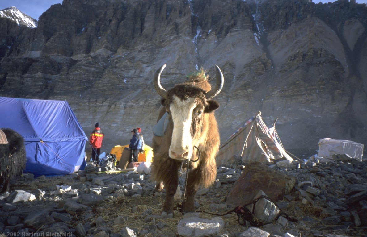 Die Yaks rasten mitten zwischen den Zelten