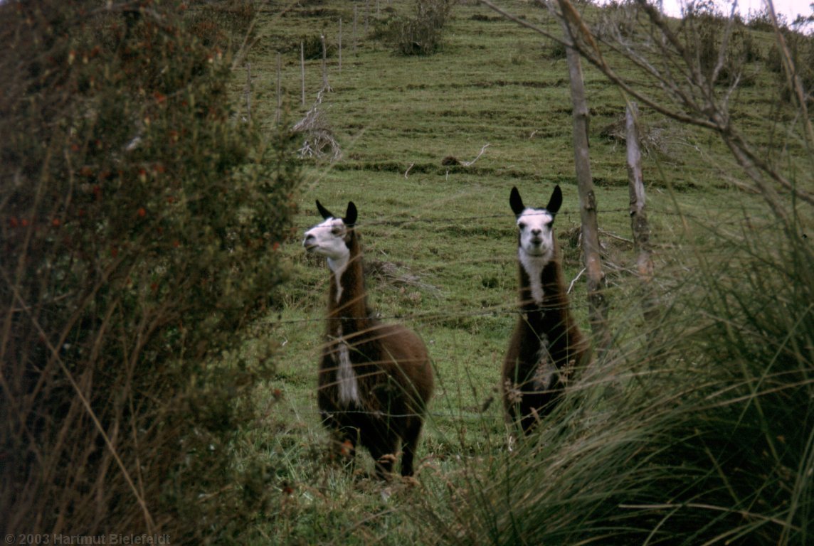 Llamas am Wegesrand