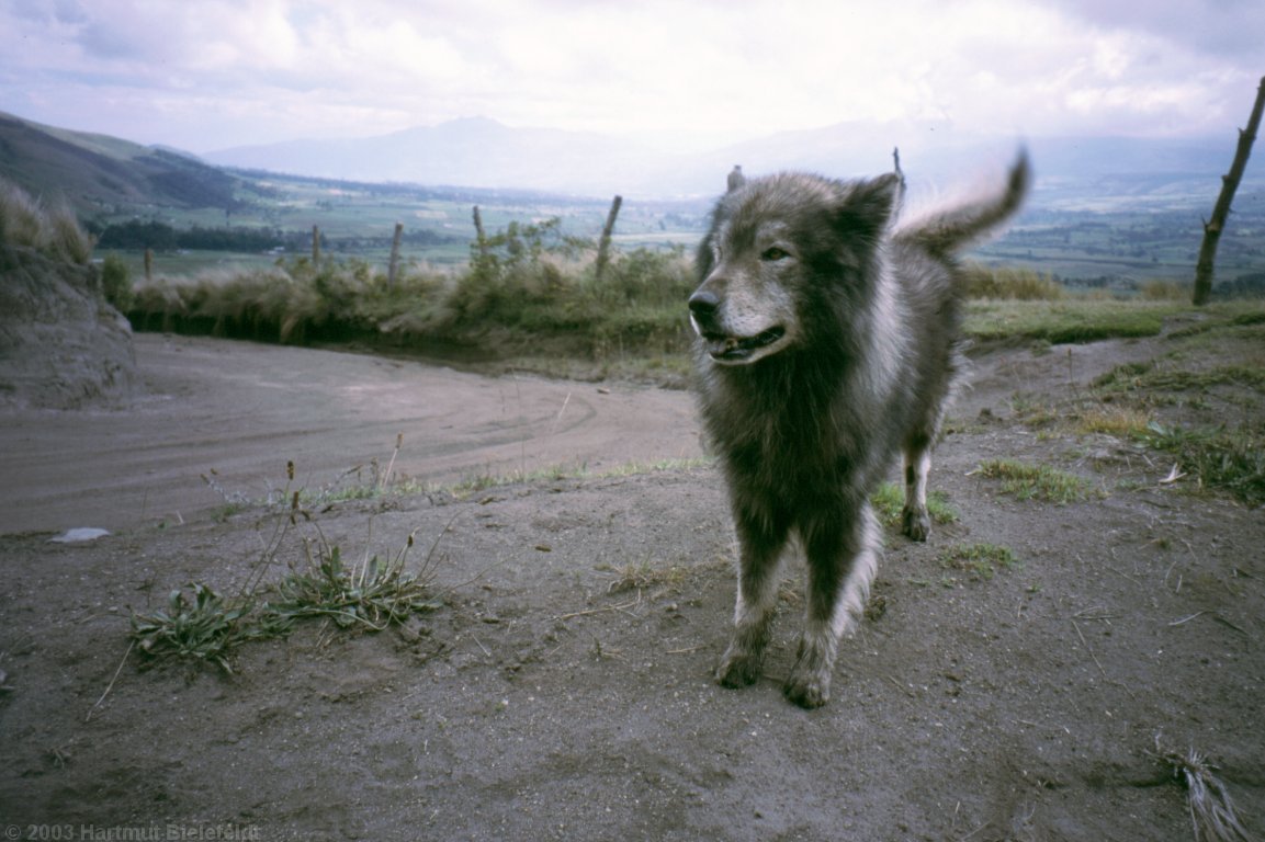 Our leader wolf shows us the way to the hut