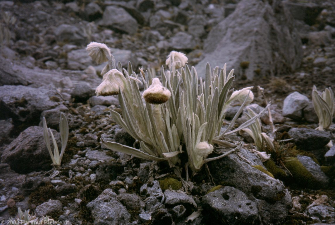 The plants at 4700 m are well adapted to the cold climate.