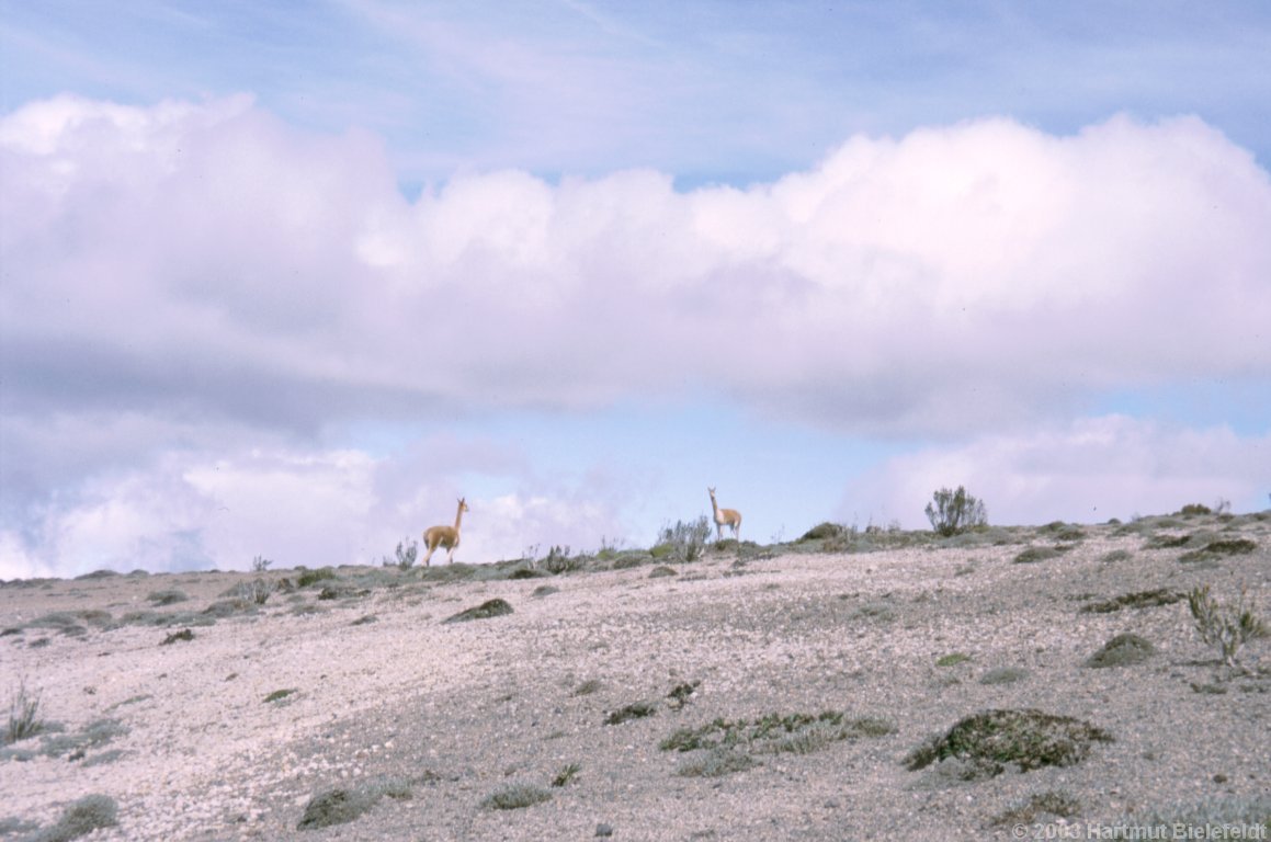 The area is a protection zone for vicuñas which almost were extinct in South America (hunted because of their very fine wool)