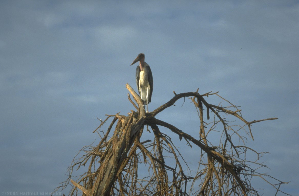 Marabu on the wayside