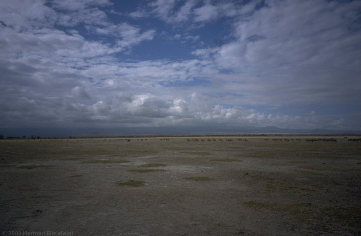 gnu herd in endless landscape