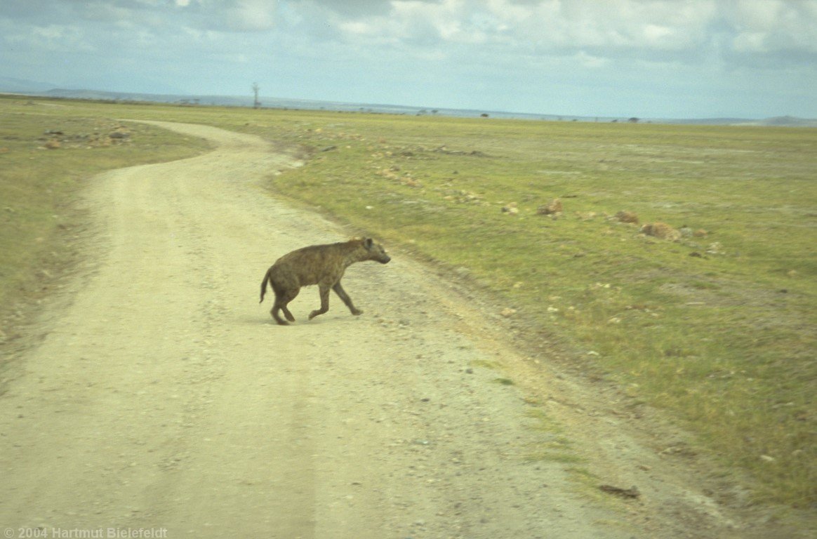 Hyenas have a very strange build