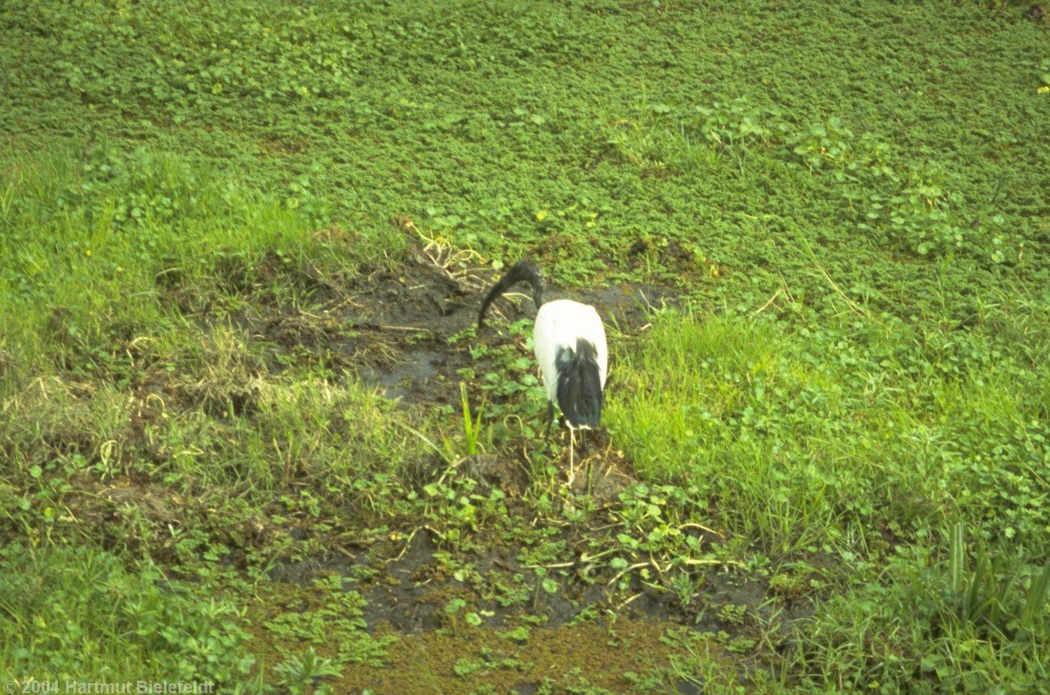 ibis