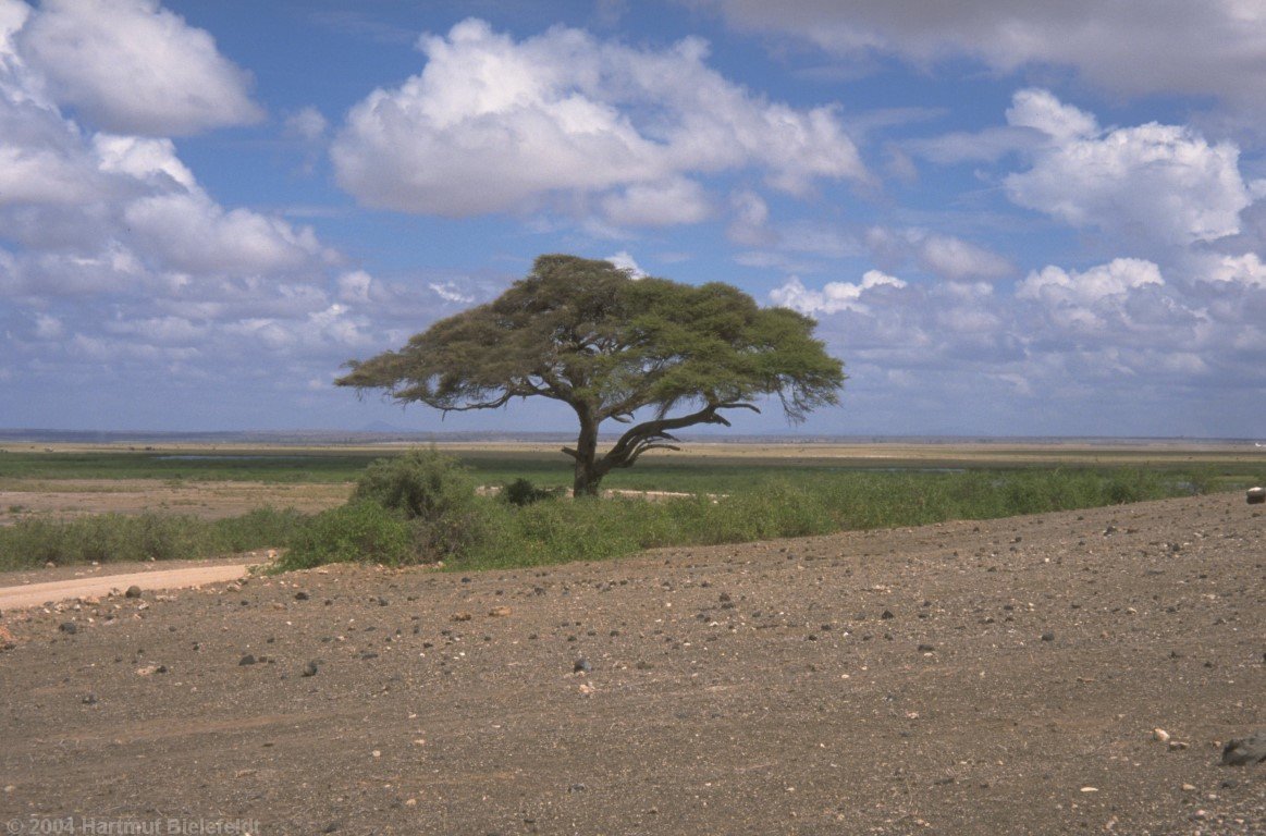 umbrella acacia, the typical tree in this region