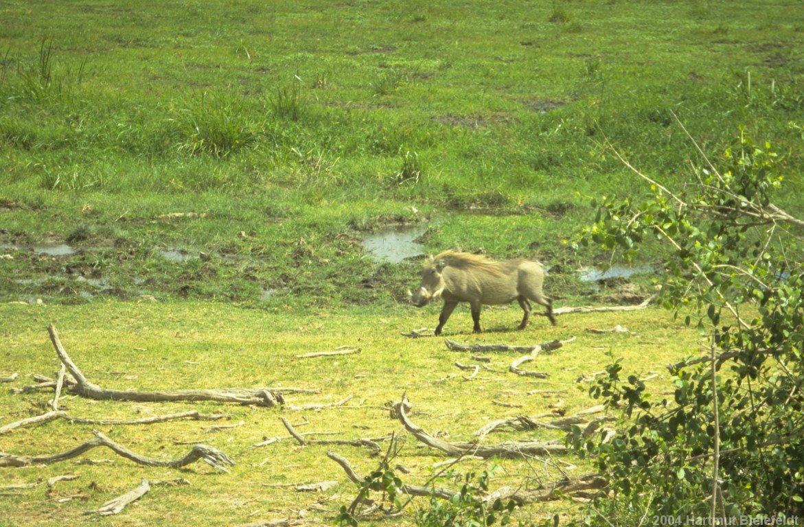warthog