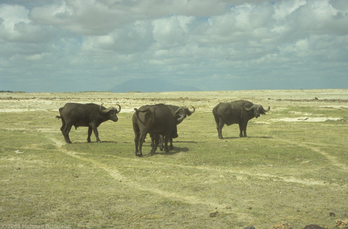 buffalos