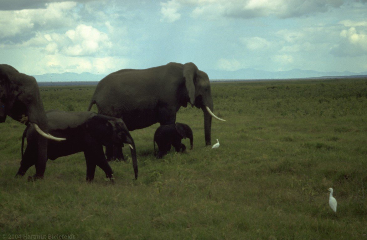 The differences of size in the elephant family are huge