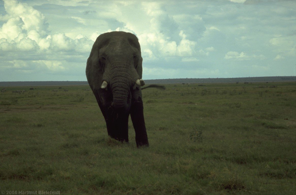 Despite her size, the old mum turns around very quickly towards us