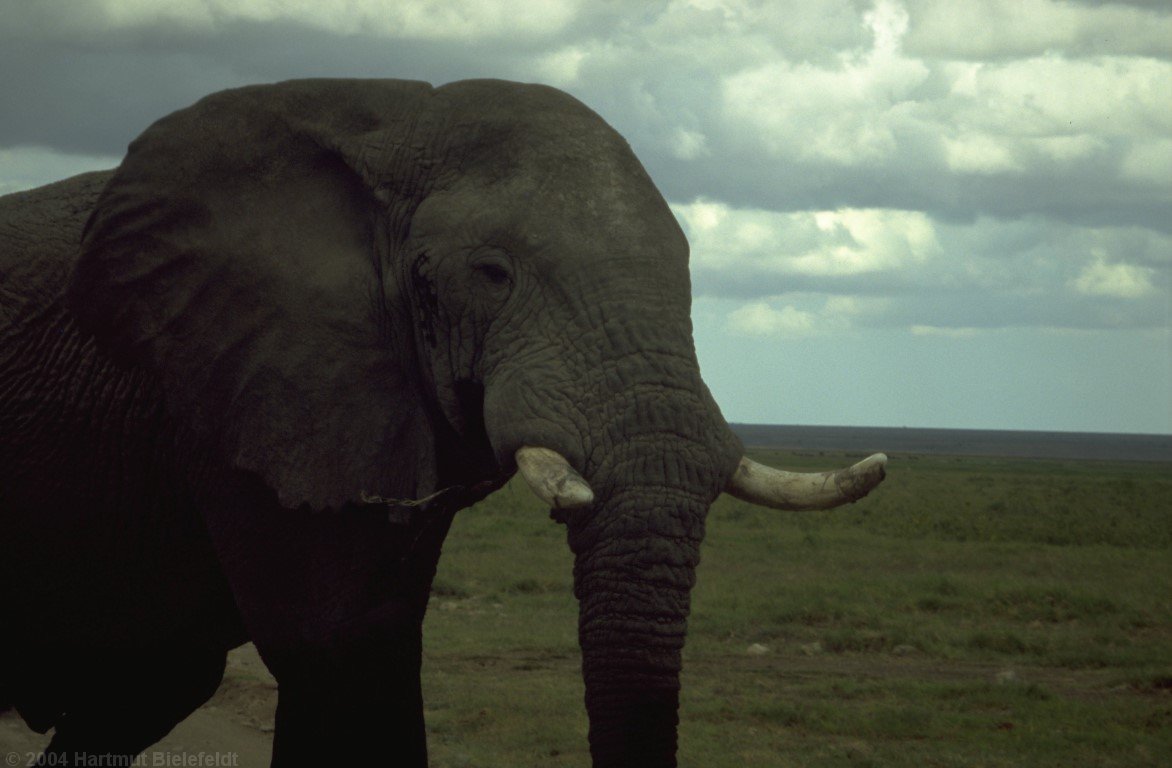 The oldest female secures the back of the group