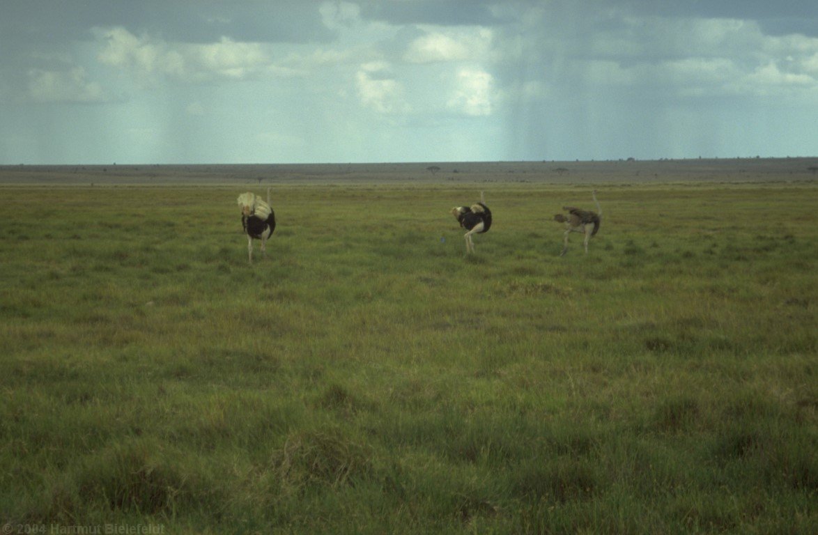 ostriches