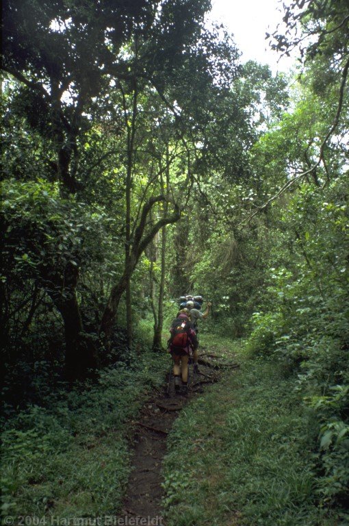 The rain forest zone is crossed in only one hour here.