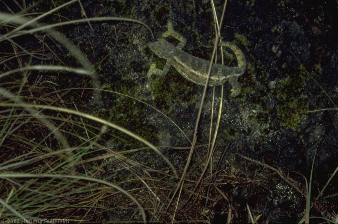 chameleon on the trail