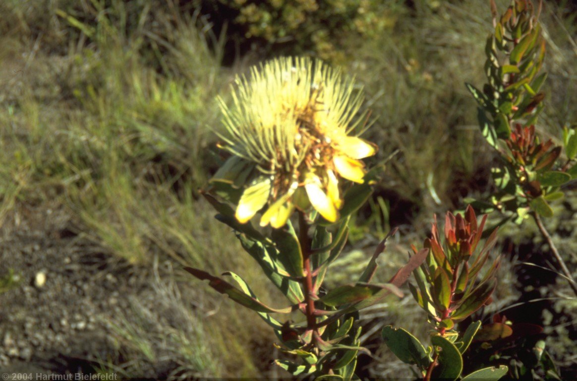 Protea Kilimanjarensis can be found only here