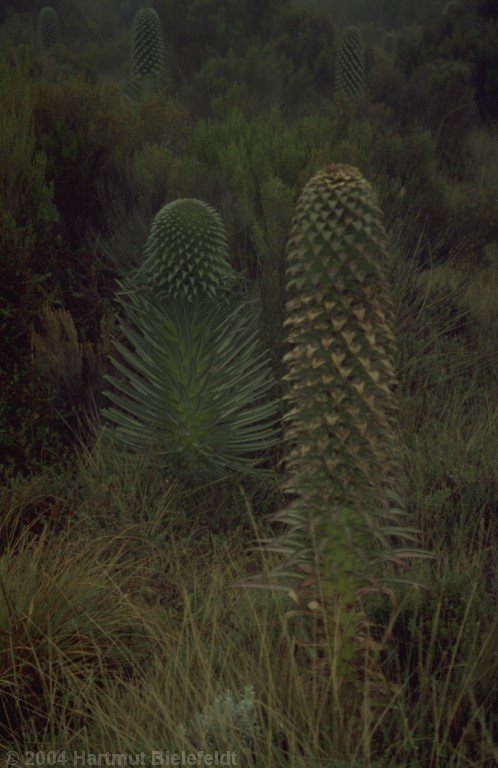 Giant lobeliae, about half a meter high