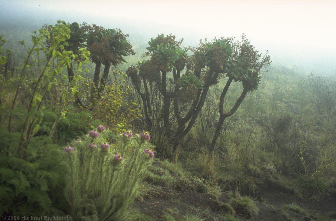 Soon vegetation becomes abundant