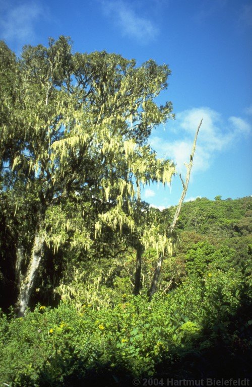 Grandfather´s beard is hanging from the trees