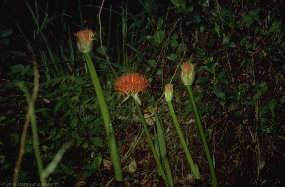 not far from the trail we see nice flowers...