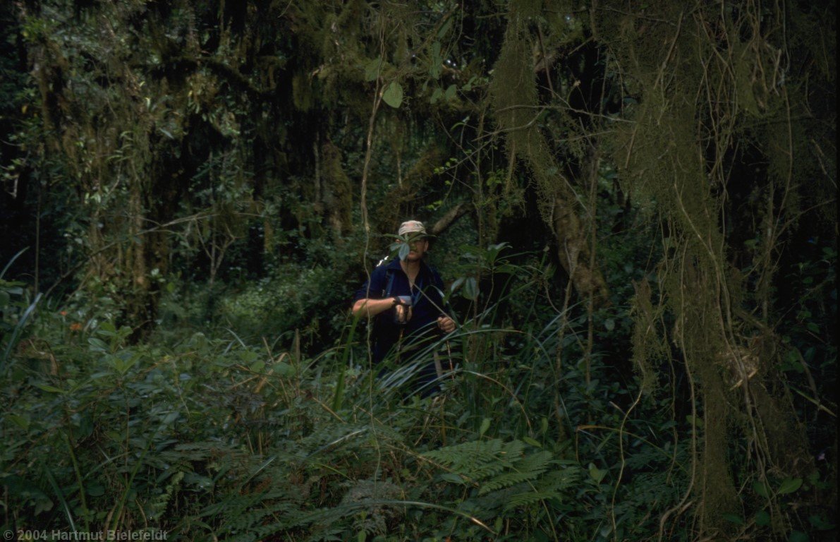 ... but only a few meters beside the path we stand in dense rainforest