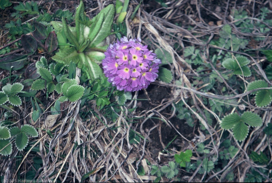 Kugelprimel