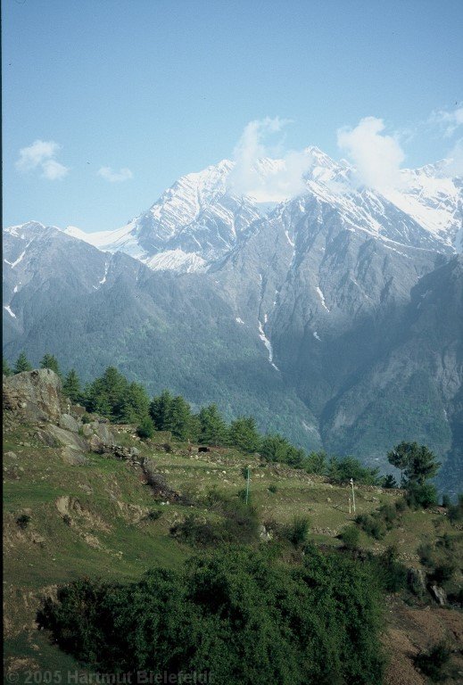 Auli