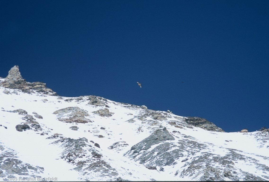 During descent, the lammergeier is watching us