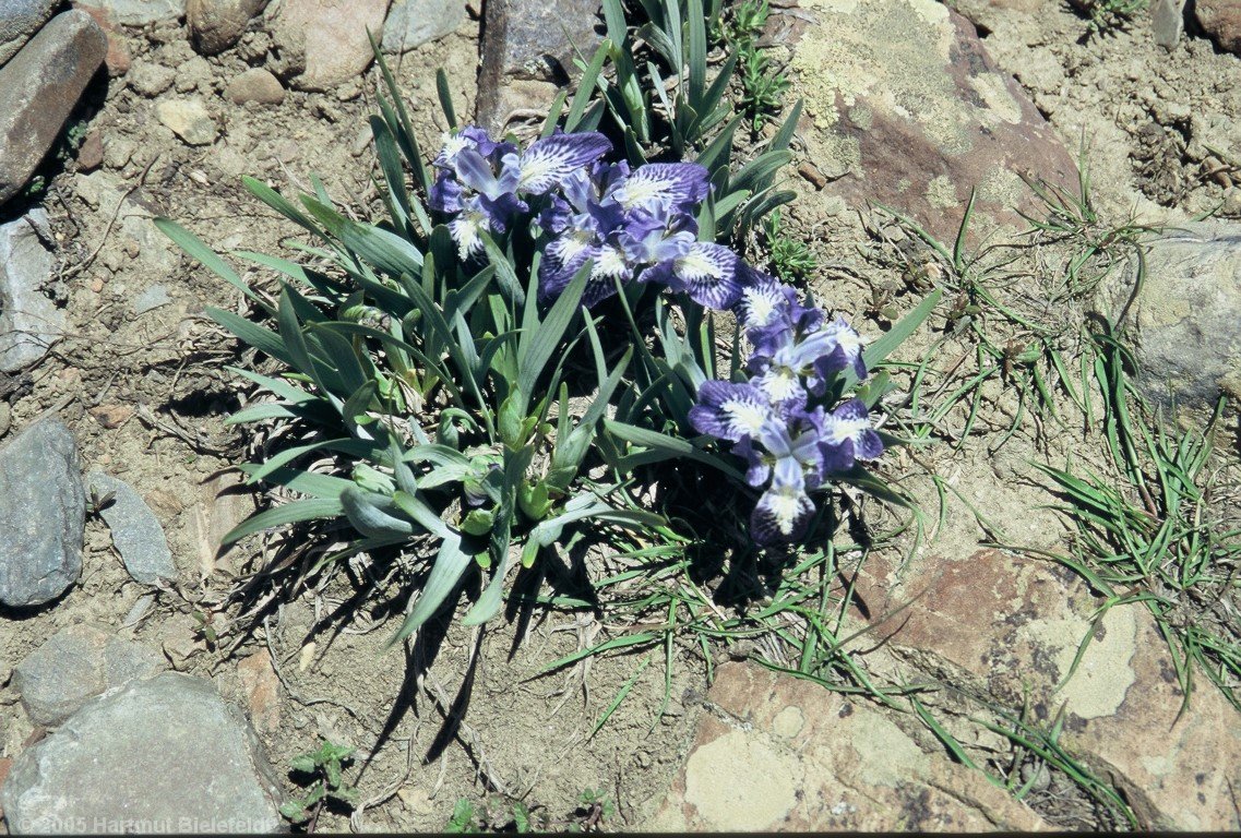 The first flowers