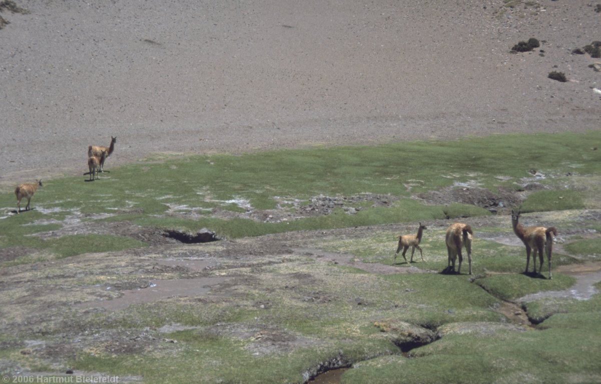 Guanacos